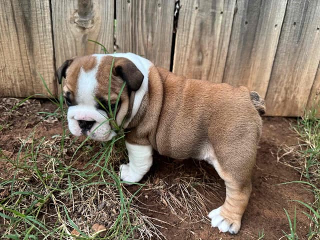 Bulldog Puppies media 21