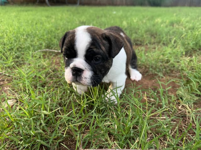 Bulldog Puppies media 20