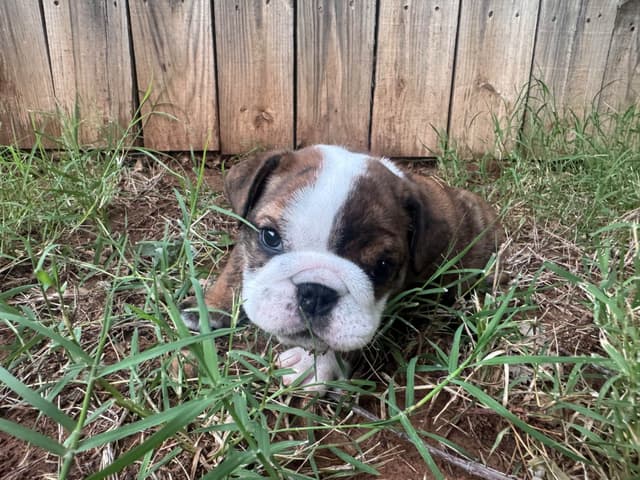 Bulldog Puppies media 22