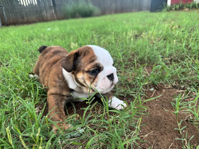 Bulldog Puppies media 19