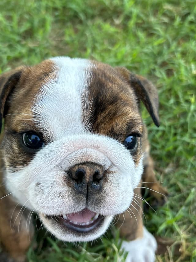 Bulldog Puppies media 28