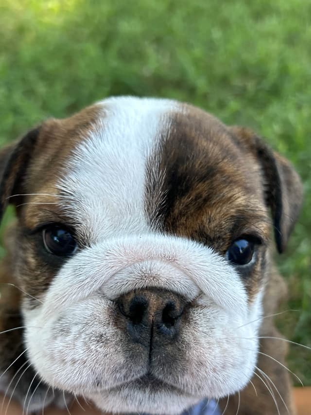 Bulldog Puppies media 26