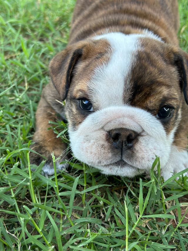 Bulldog Puppies media 27