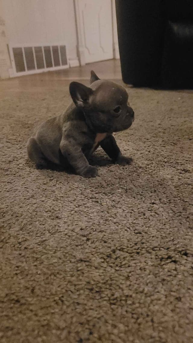 French Bulldog Puppies media 2