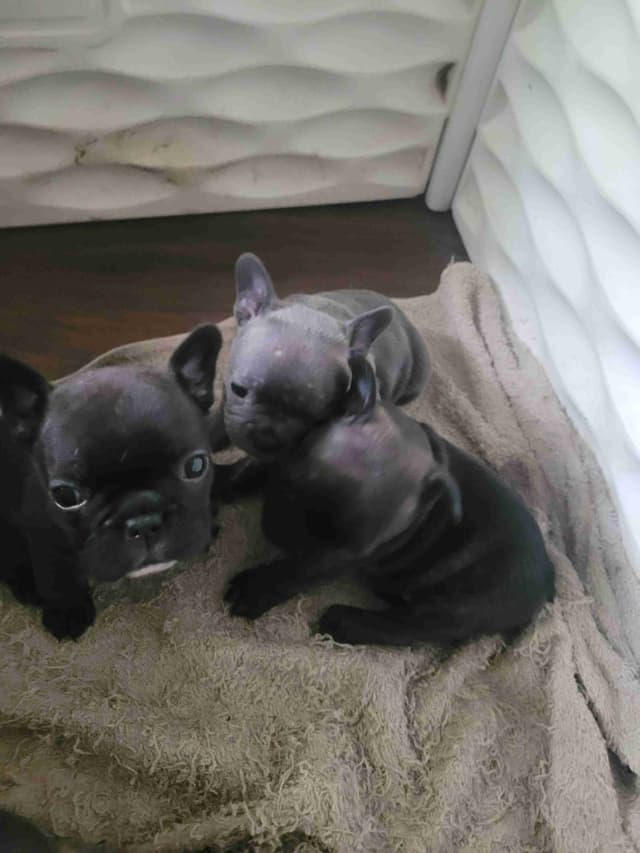 French Bulldog Puppies media 3