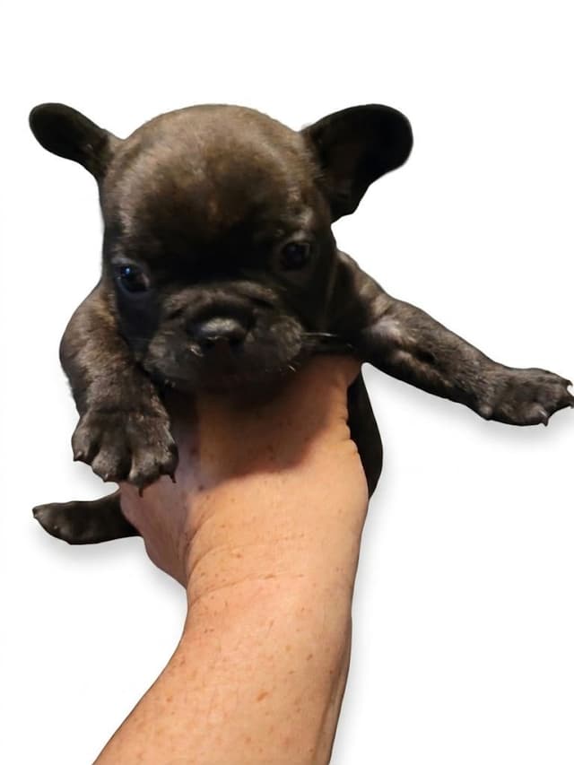French Bulldog Puppies media 5
