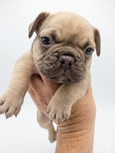 French Bulldog Puppies media 6