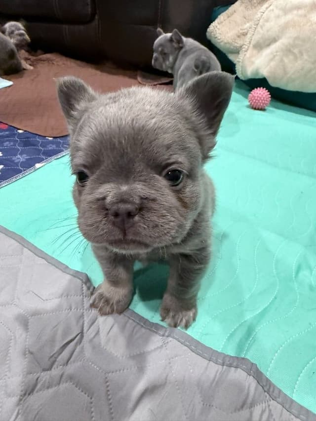 Exceptional French Bulldog Puppies – Visual Fluffy's & Non-visual media 2