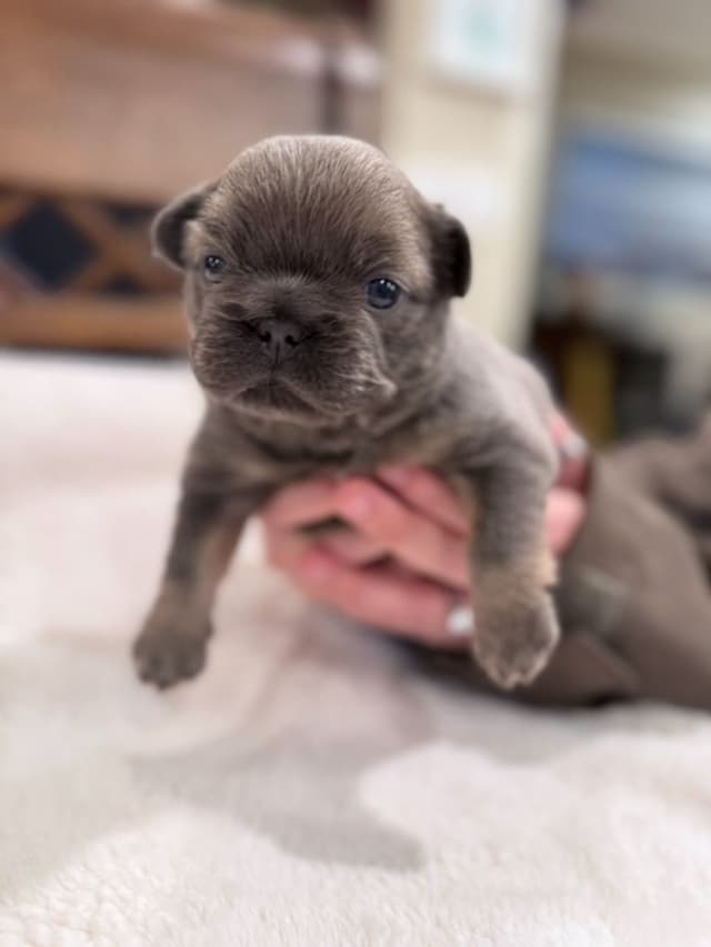 Exceptional French Bulldog Puppies – Visual Fluffy's & Non-visual media 4
