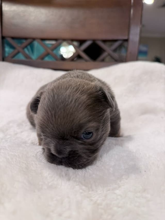 Exceptional French Bulldog Puppies – Visual Fluffy's & Non-visual media 5