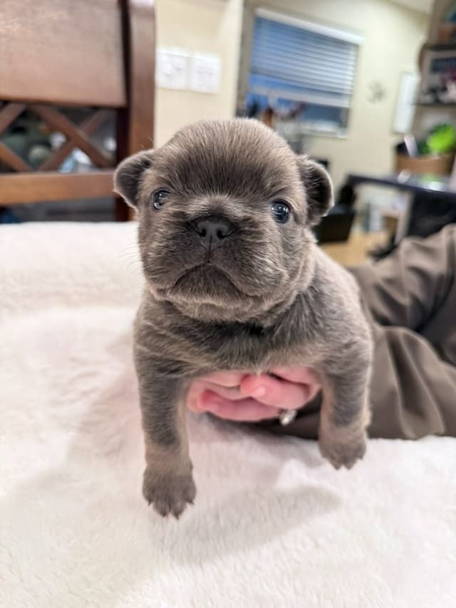 Exceptional French Bulldog Puppies – Visual Fluffy's & Non-visual media 6