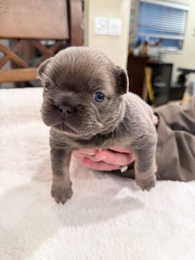Exceptional French Bulldog Puppies – Visual Fluffy's & Non-visual media 7