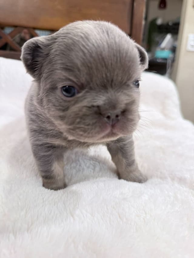Exceptional French Bulldog Puppies – Visual Fluffy's & Non-visual media 9