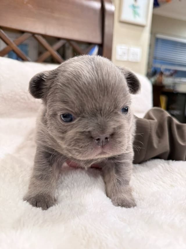Exceptional French Bulldog Puppies – Visual Fluffy's & Non-visual media 10