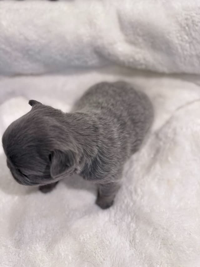 Exceptional French Bulldog Puppies – Visual Fluffy's & Non-visual media 11