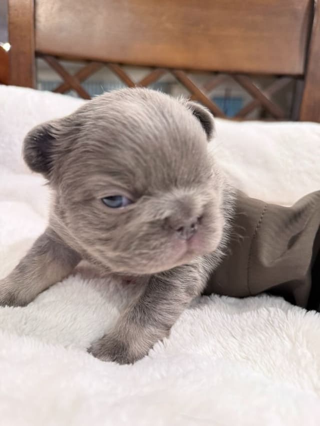 Exceptional French Bulldog Puppies – Visual Fluffy's & Non-visual media 12
