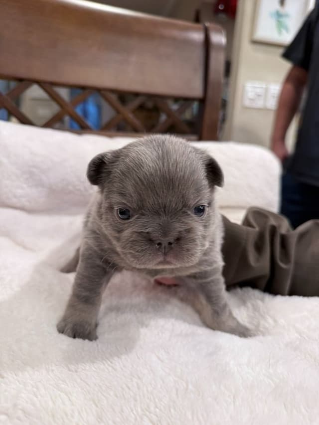 Exceptional French Bulldog Puppies – Visual Fluffy's & Non-visual media 13