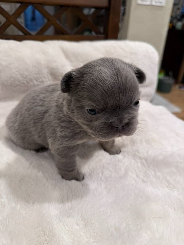 Exceptional French Bulldog Puppies – Visual Fluffy's & Non-visual media 14