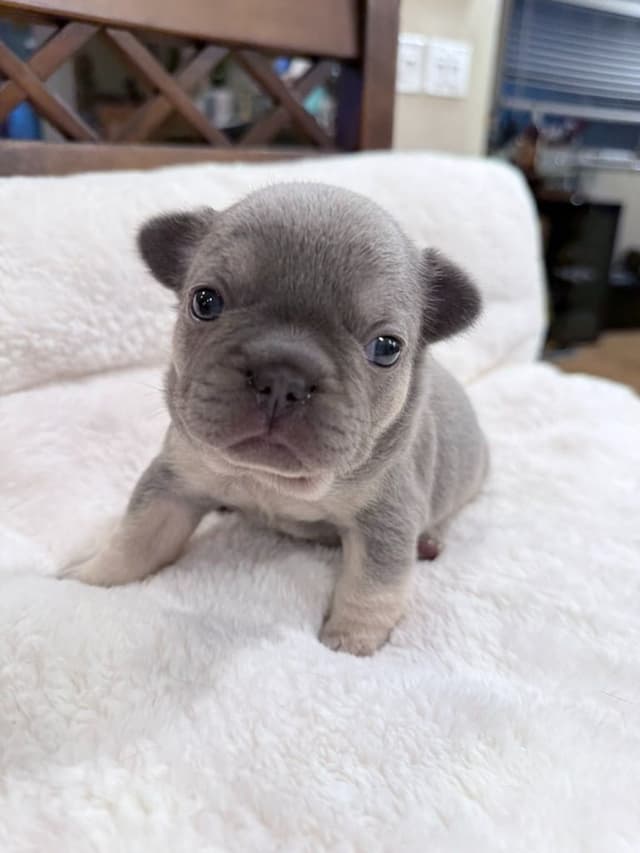 Exceptional French Bulldog Puppies – Visual Fluffy's & Non-visual media 15