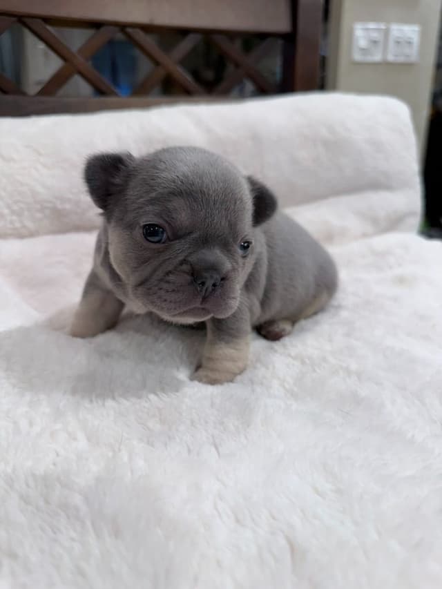 Exceptional French Bulldog Puppies – Visual Fluffy's & Non-visual media 16