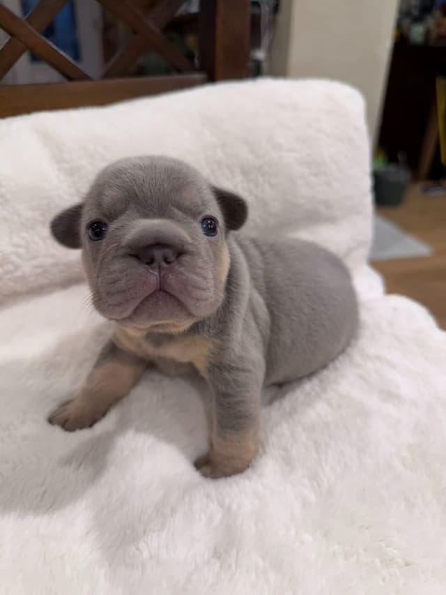 Exceptional French Bulldog Puppies – Visual Fluffy's & Non-visual media 17