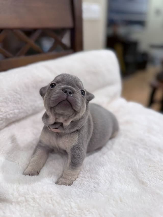 Exceptional French Bulldog Puppies – Visual Fluffy's & Non-visual media 18