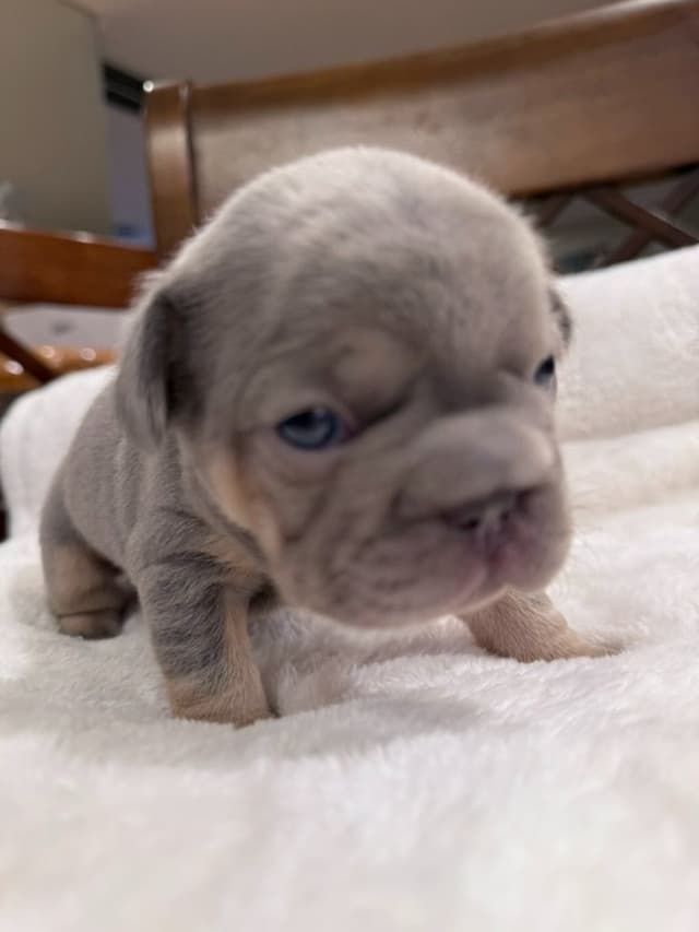 Exceptional French Bulldog Puppies – Visual Fluffy's & Non-visual media 19