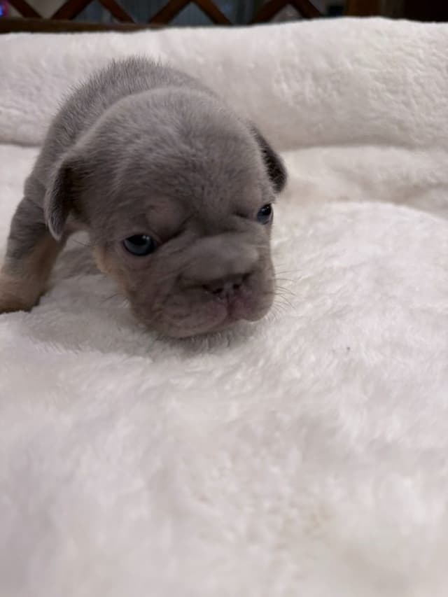 Exceptional French Bulldog Puppies – Visual Fluffy's & Non-visual media 20