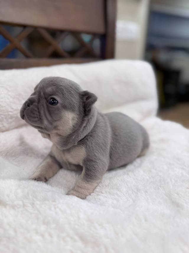 Exceptional French Bulldog Puppies – Visual Fluffy's & Non-visual media 21