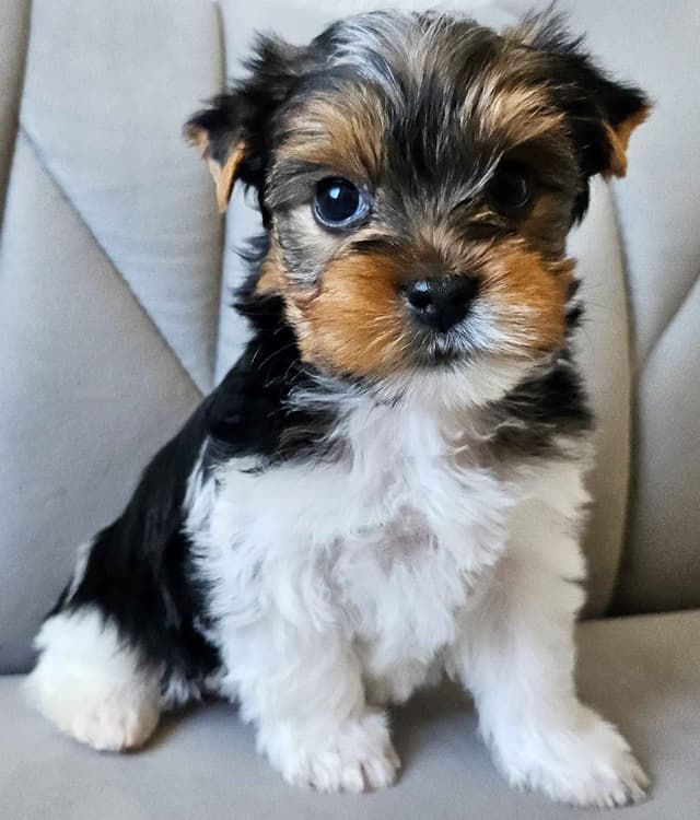 Yorkshire Terrier/Parti/Choclate Parti/Black Parti/Choclate Puppies media 6