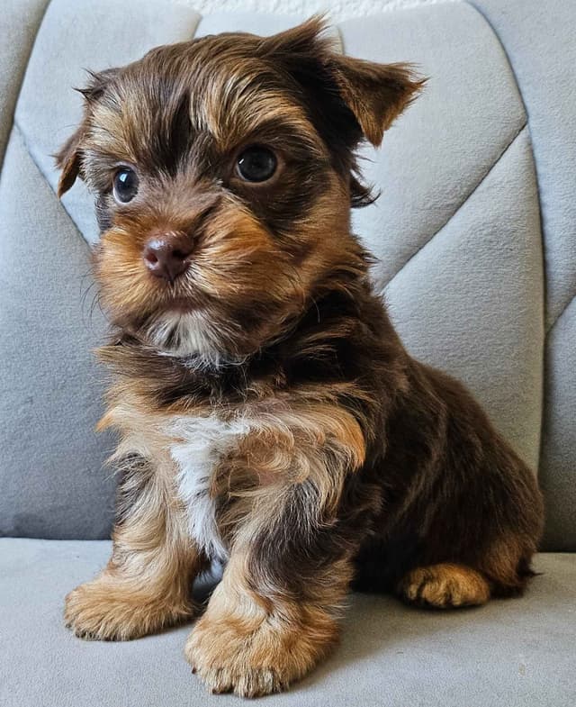 Yorkshire Terrier/Parti/Choclate Parti/Black Parti/Choclate Puppies media 9