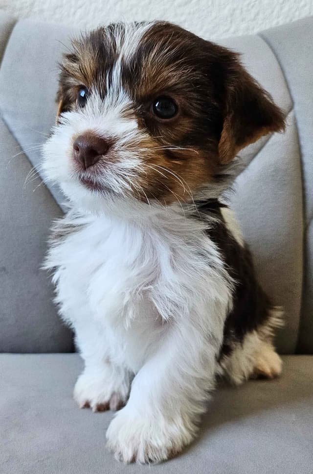 Yorkshire Terrier/Parti/Choclate Parti/Black Parti/Choclate Puppies media 11