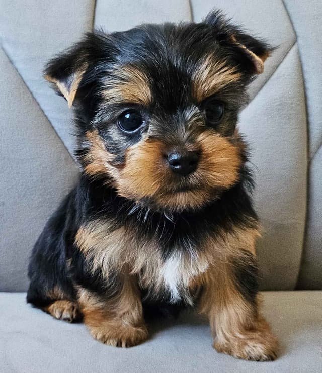 Yorkshire Terrier/Parti/Choclate Parti/Black Parti/Choclate Puppies media 3