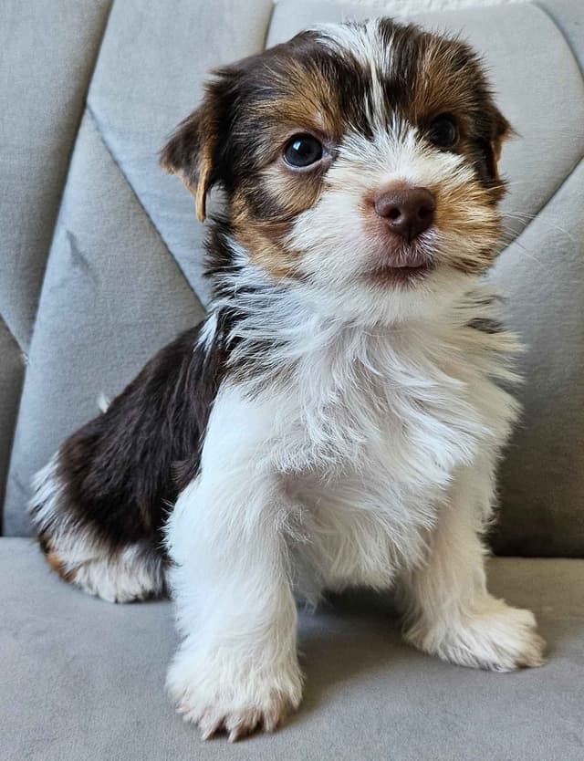 Yorkshire Terrier/Parti/Choclate Parti/Black Parti/Choclate Puppies media 10