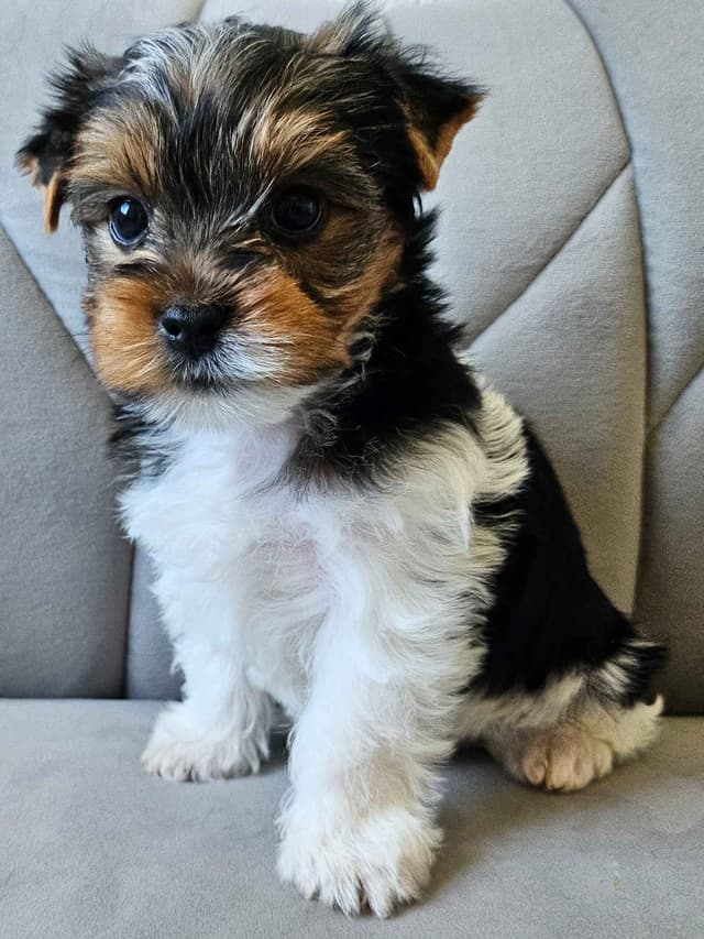 Yorkshire Terrier/Parti/Choclate Parti/Black Parti/Choclate Puppies media 7