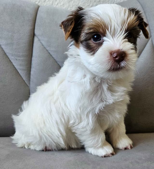 Yorkshire Terrier/Parti/Choclate Parti/Black Parti/Choclate Puppies media 12
