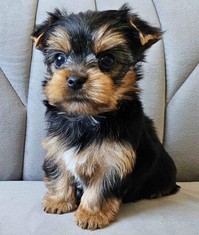 Yorkshire Terrier/Parti/Choclate Parti/Black Parti/Choclate Puppies media 2