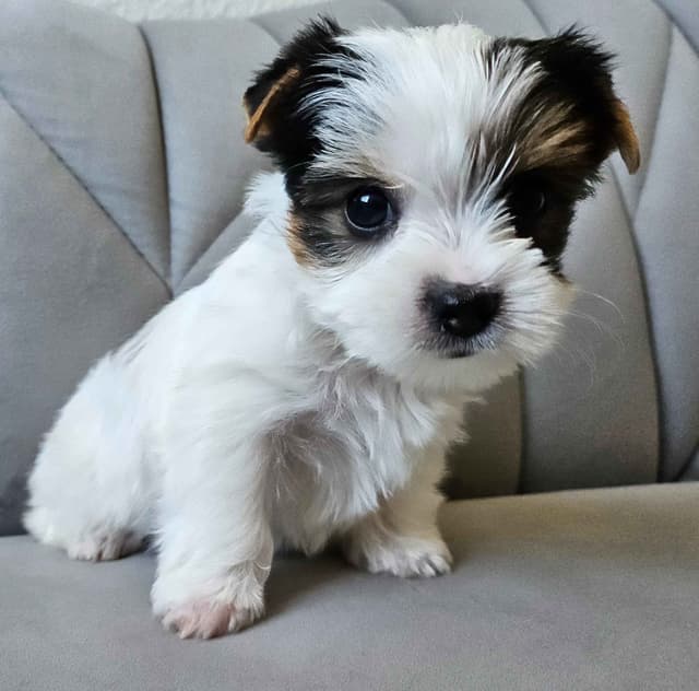 Yorkshire Terrier/Parti/Choclate Parti/Black Parti/Choclate Puppies media 4