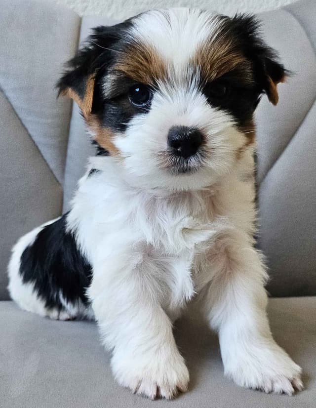 Yorkshire Terrier/Parti/Choclate Parti/Black Parti/Choclate Puppies media 14