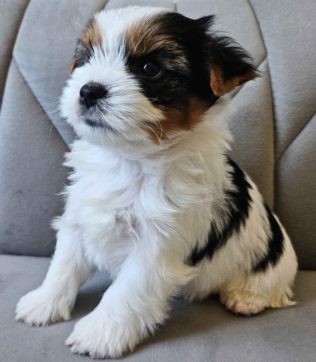 Yorkshire Terrier/Parti/Choclate Parti/Black Parti/Choclate Puppies media 15