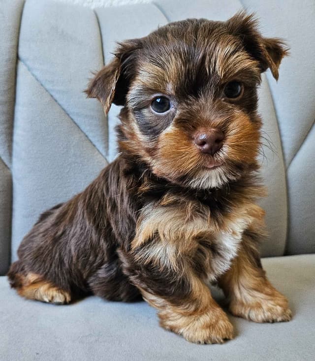 Yorkshire Terrier/Parti/Choclate Parti/Black Parti/Choclate Puppies media 8