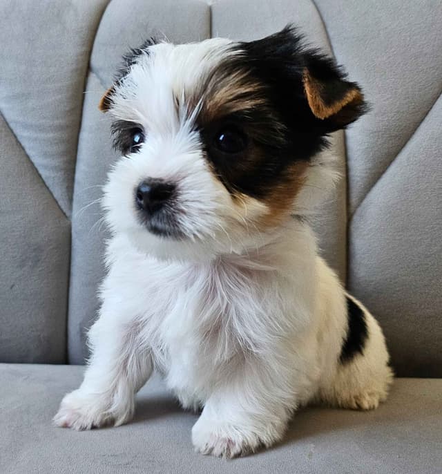 Yorkshire Terrier/Parti/Choclate Parti/Black Parti/Choclate Puppies media 5