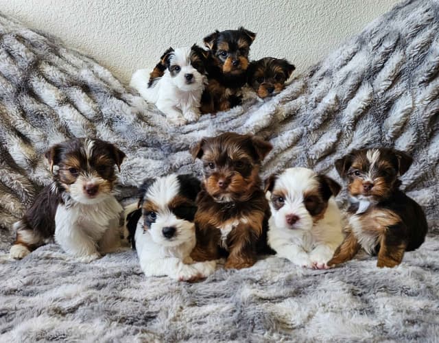 Yorkshire Terrier/Parti/Choclate Parti/Black Parti/Choclate Puppies media 17