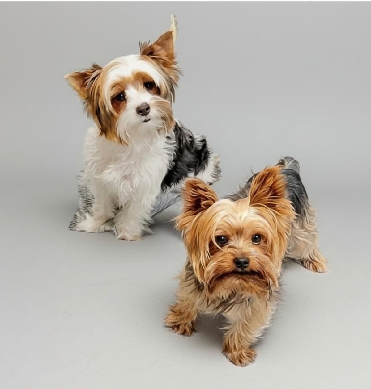 Yorkshire Terrier/Parti/Choclate Parti/Black Parti/Choclate Puppies breeder image 1