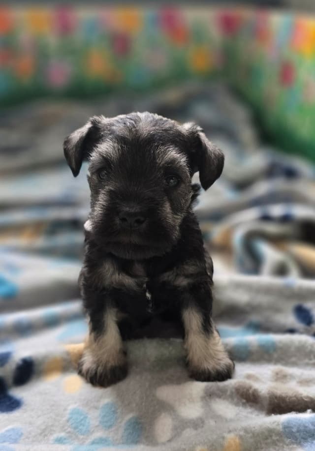 Sire and Dam from Ireland-Miniature Schnauzer Puppies media 9