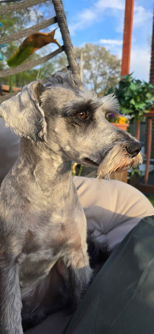 Sire and Dam from Ireland-Miniature Schnauzer Puppies media 5