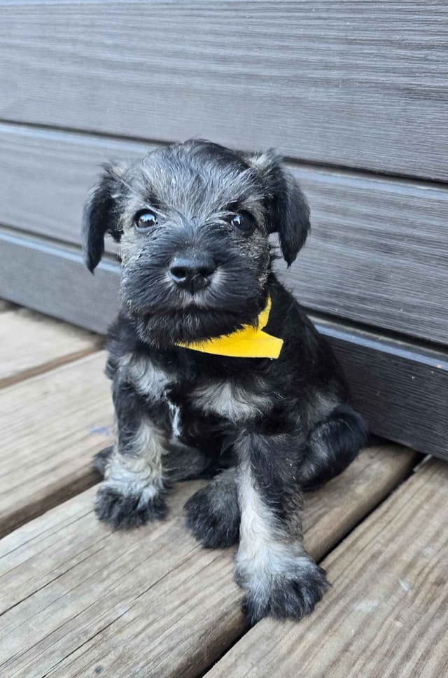 Sire and Dam from Ireland-Miniature Schnauzer Puppies media 6
