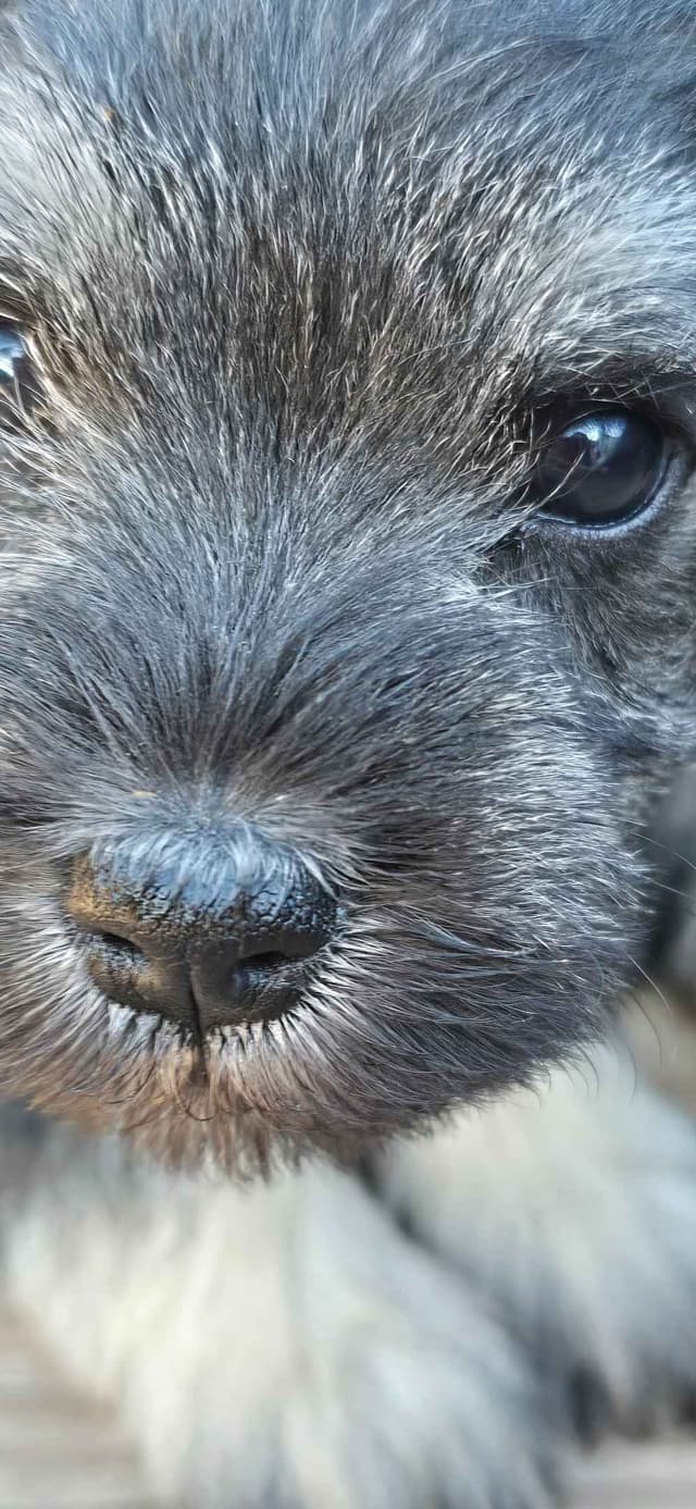 Sire and Dam from Ireland-Miniature Schnauzer Puppies media 10