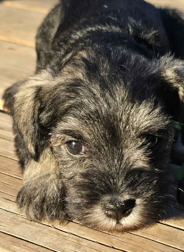 Sire and Dam from Ireland-Miniature Schnauzer Puppies media 11