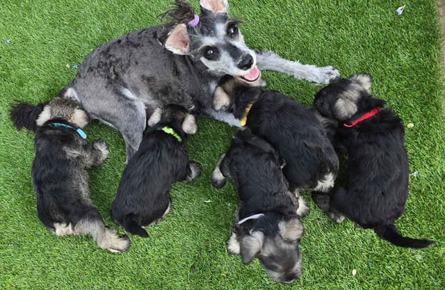 Sire and Dam from Ireland-Miniature Schnauzer Puppies media 8